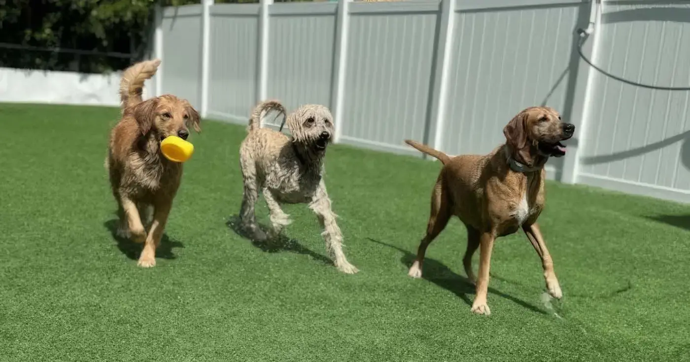 freedogm, miami daycare, dogs playing outdoor park